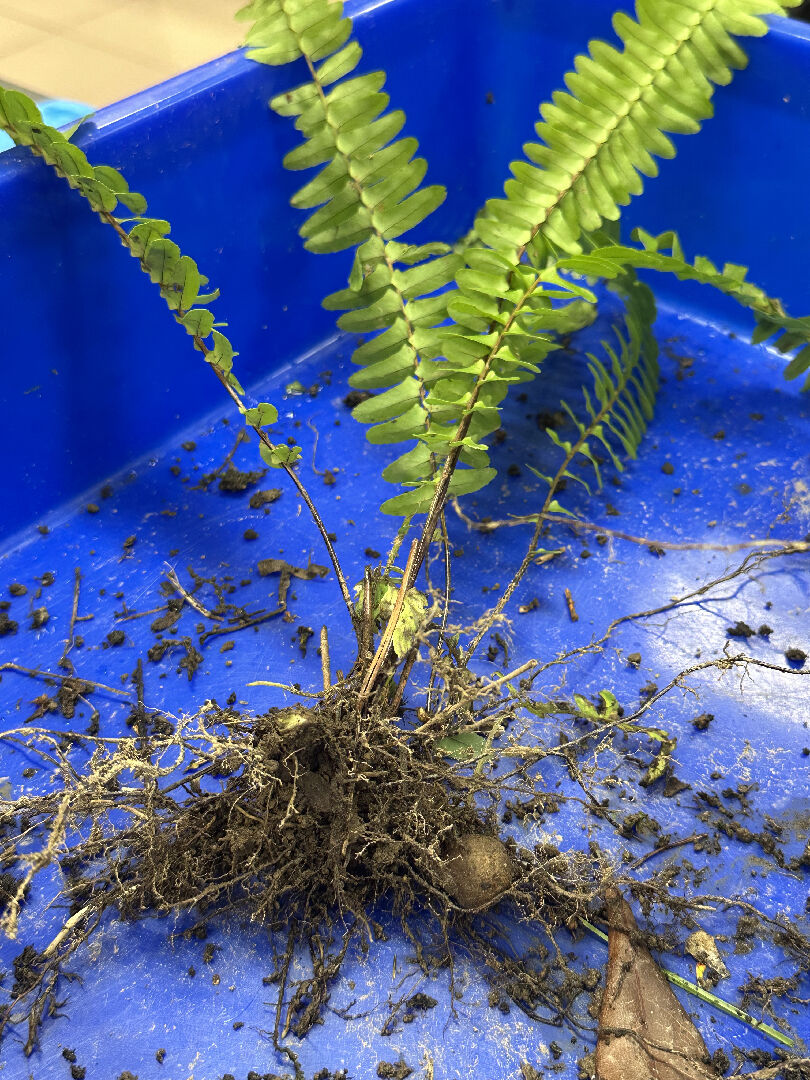 請問這是什麼植物呢？