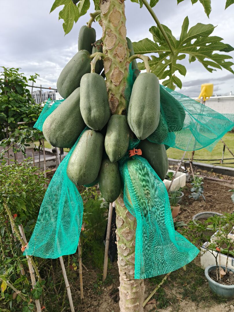 想問為什麼木瓜快要熟了都會有這個斑點