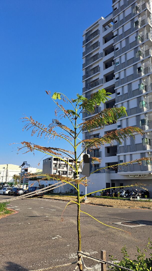 植物長新芽同時葉子枯黃