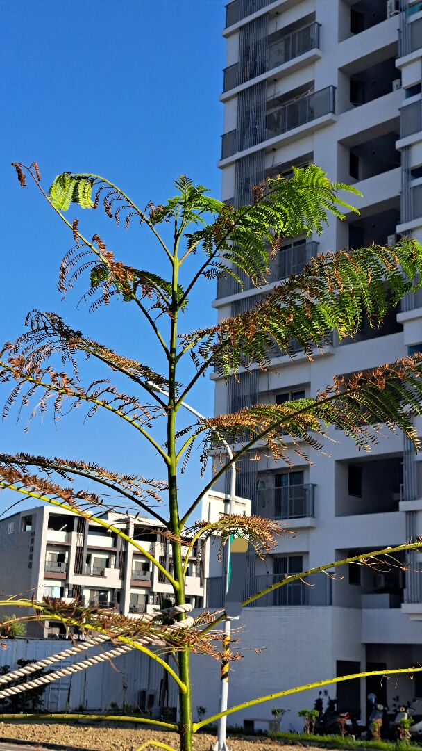 植物長新芽同時葉子枯黃