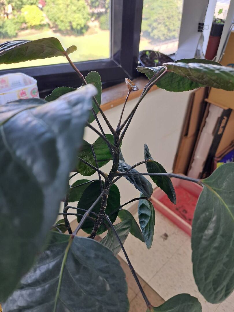 請問植物種類與照顧