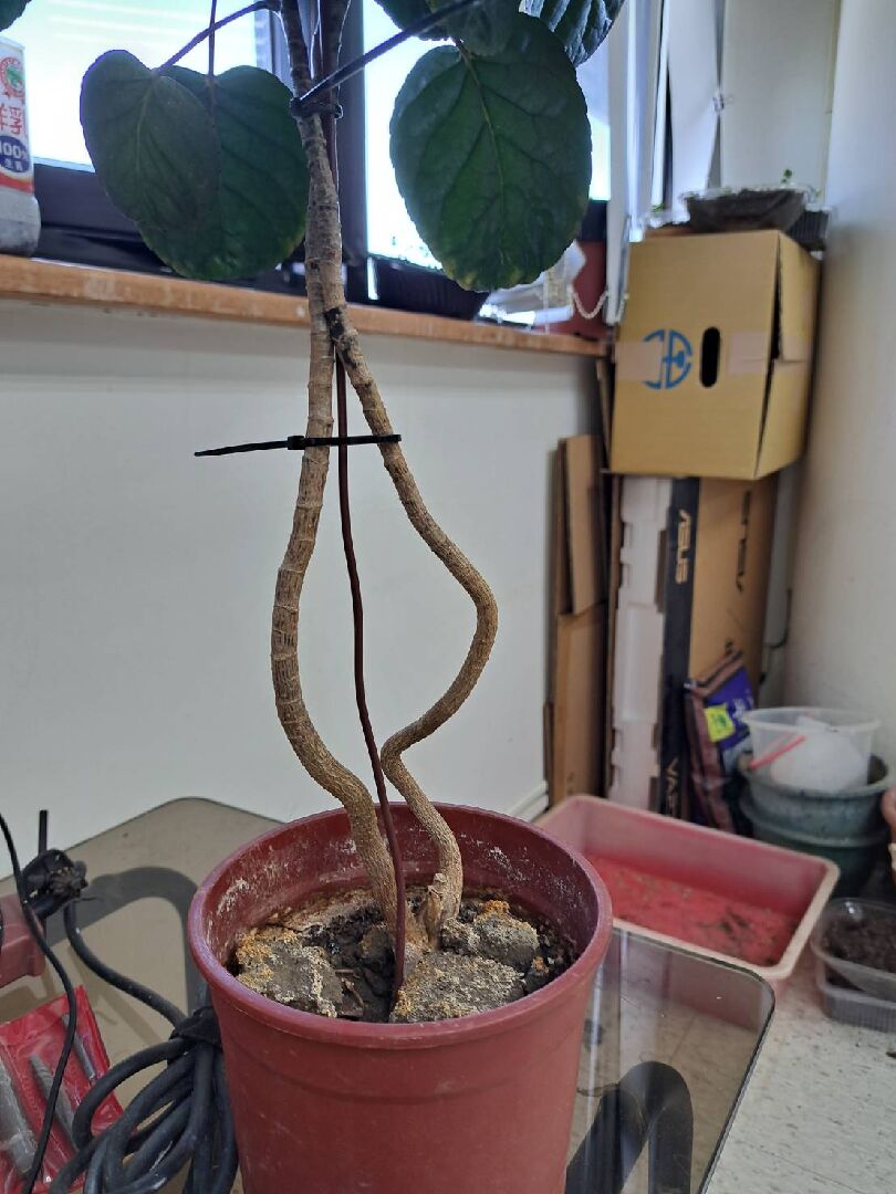 請問植物種類與照顧