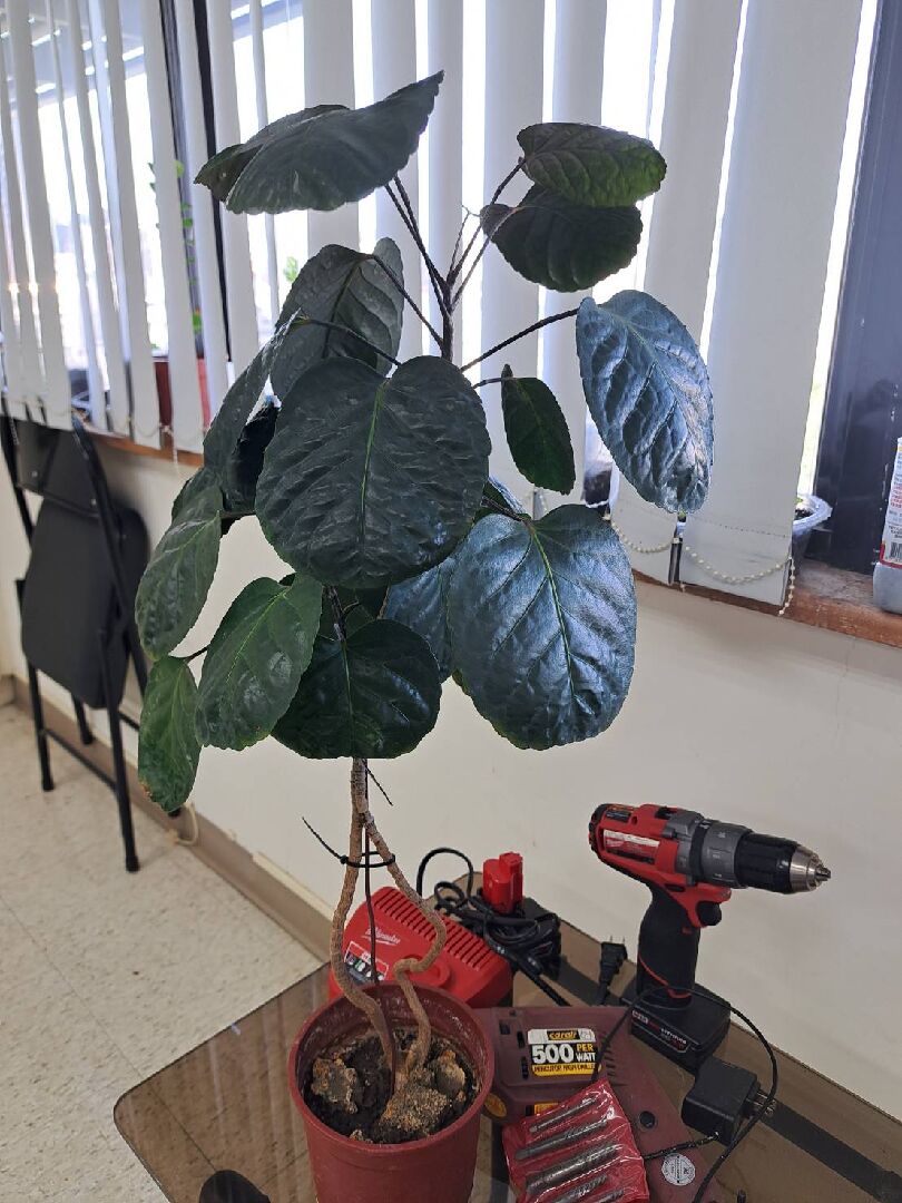 請問植物種類與照顧