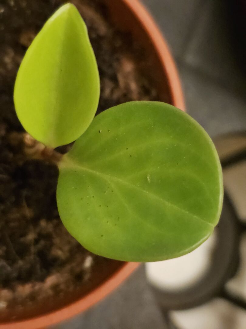 椒草葉面凸起，部分黑點