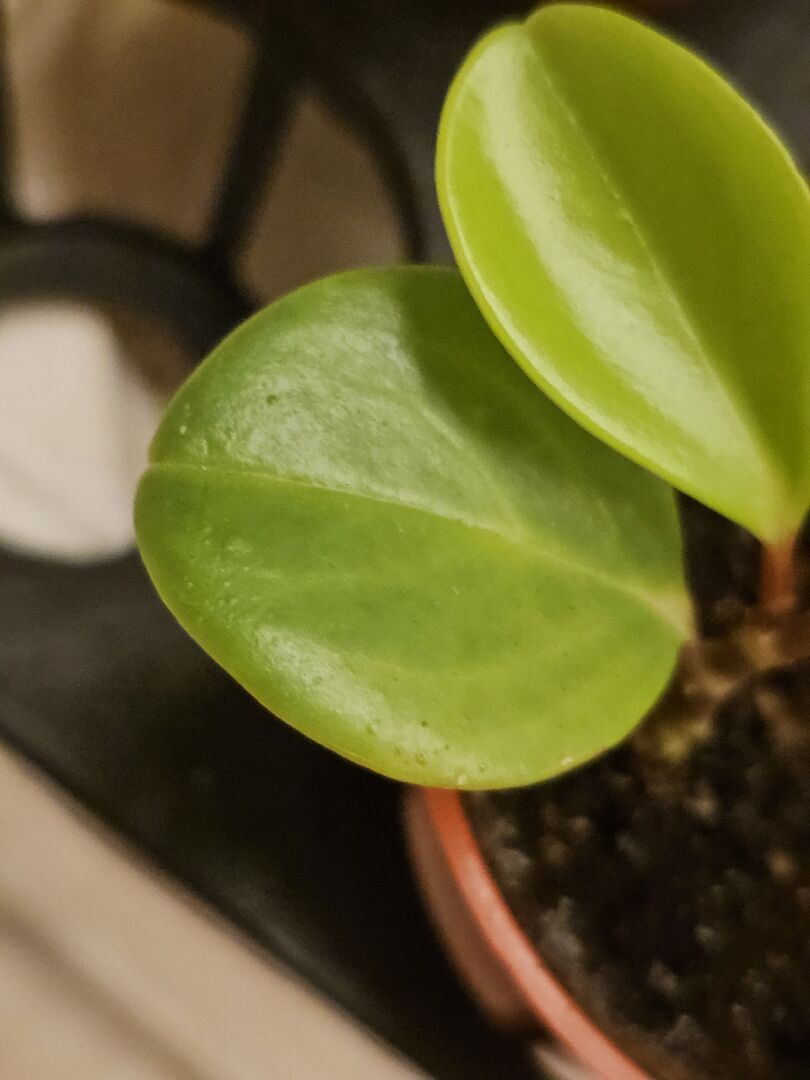 椒草葉面凸起，部分黑點