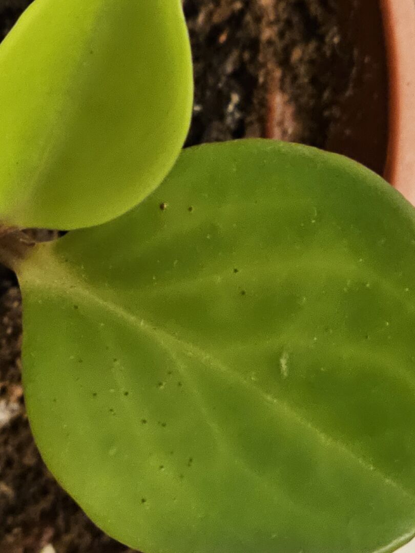 椒草葉面凸起，部分黑點