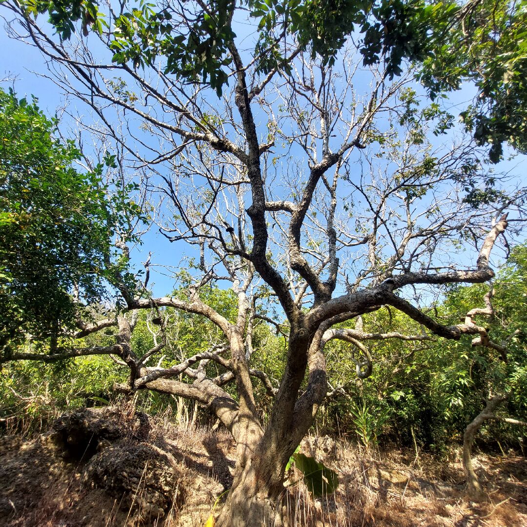 龍眼樹生病如何解？