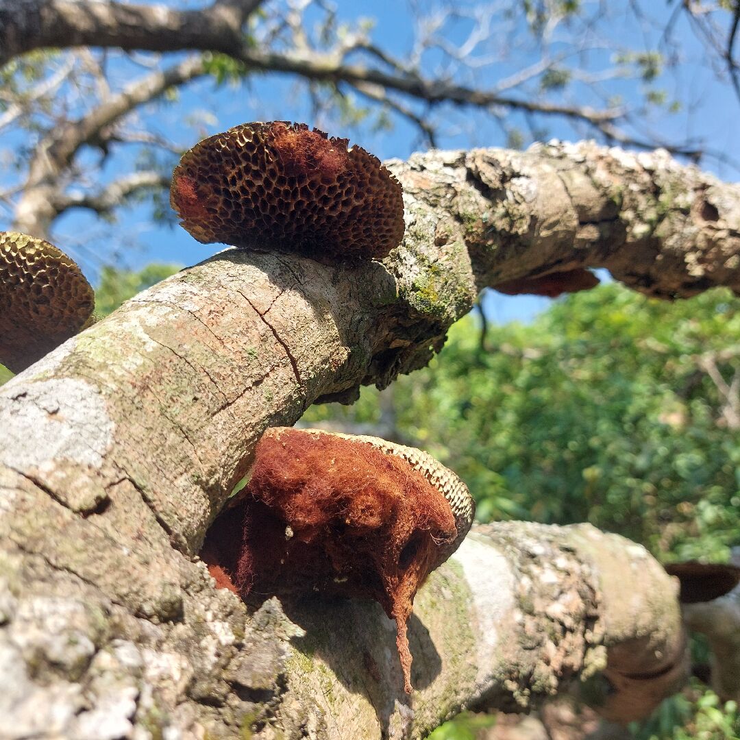 龍眼樹生病如何解？