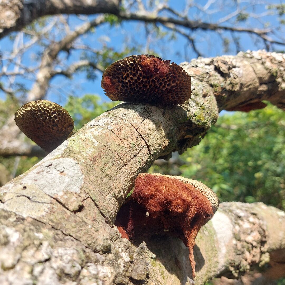 龍眼樹生病如何解？