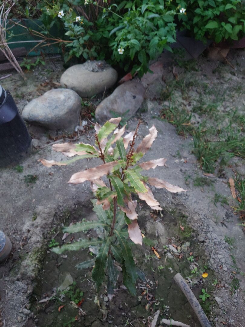 堅果葉子末端枯萎，新芽也枯萎