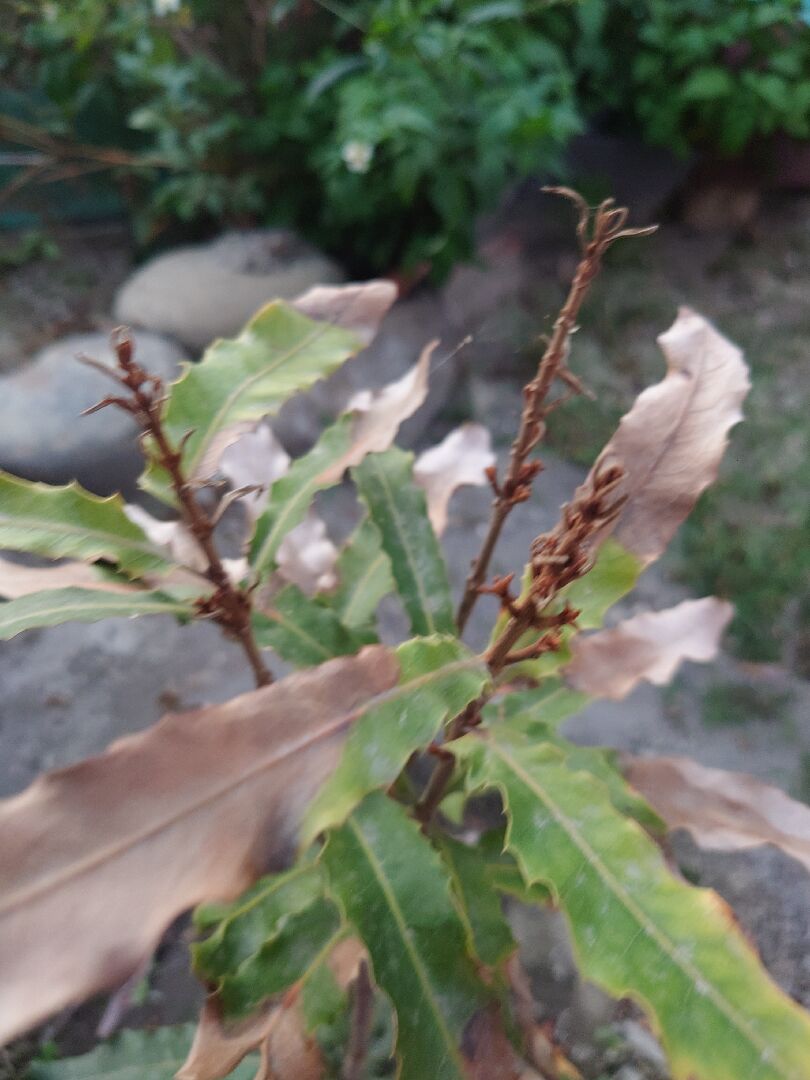 堅果葉子末端枯萎，新芽也枯萎