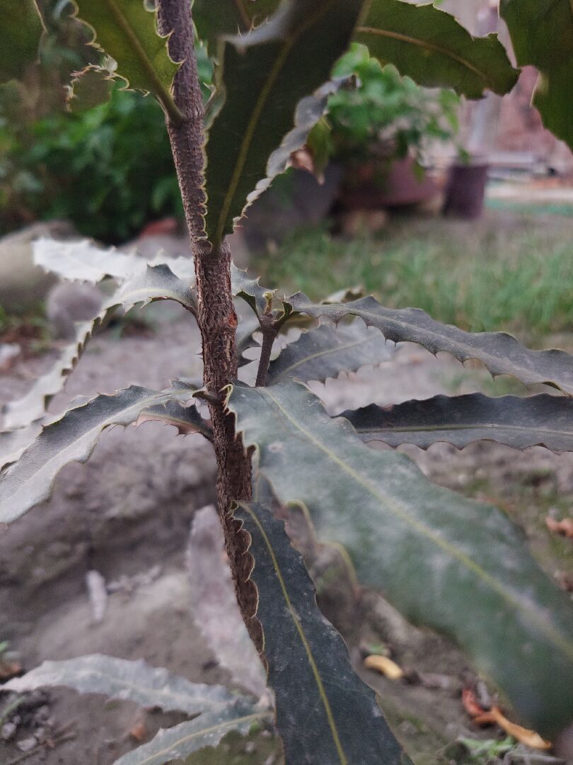 堅果葉子末端枯萎，新芽也枯萎