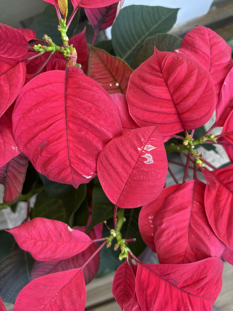 聖誕紅葉子生病