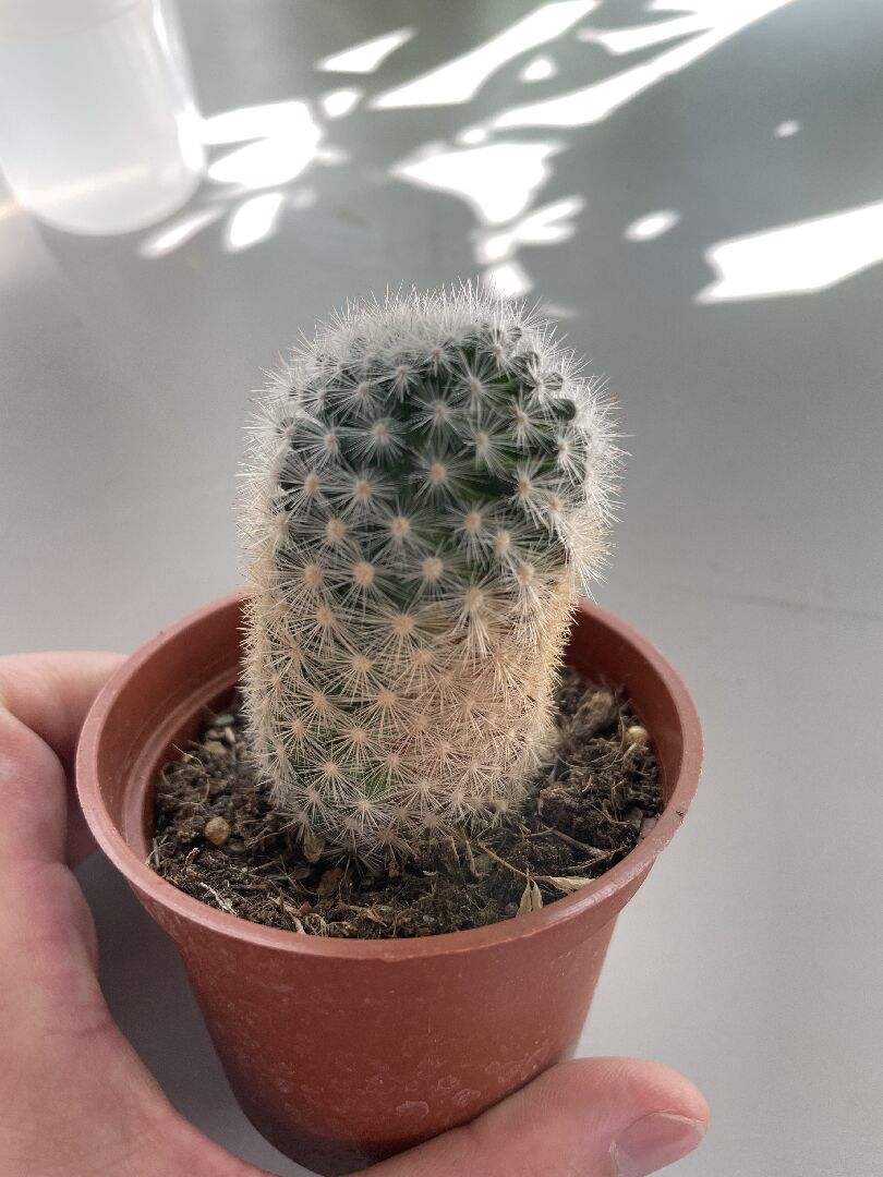 仙人掌一邊黃色