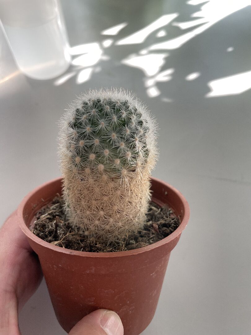 仙人掌一邊黃色