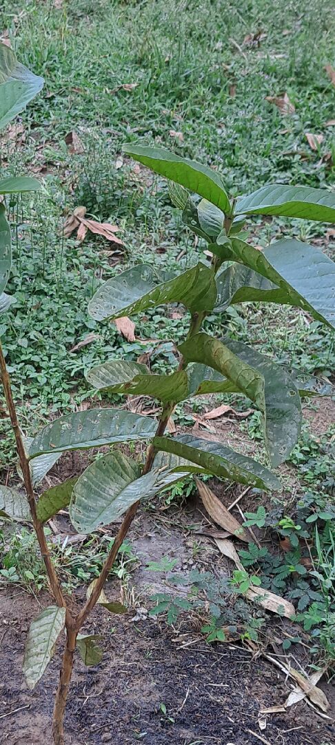芭樂樹葉子不知道什麼蟲啃食