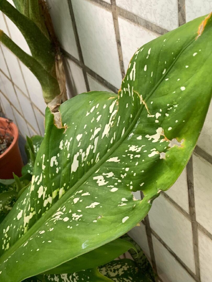 萬年青葉子破掉是生病嗎？