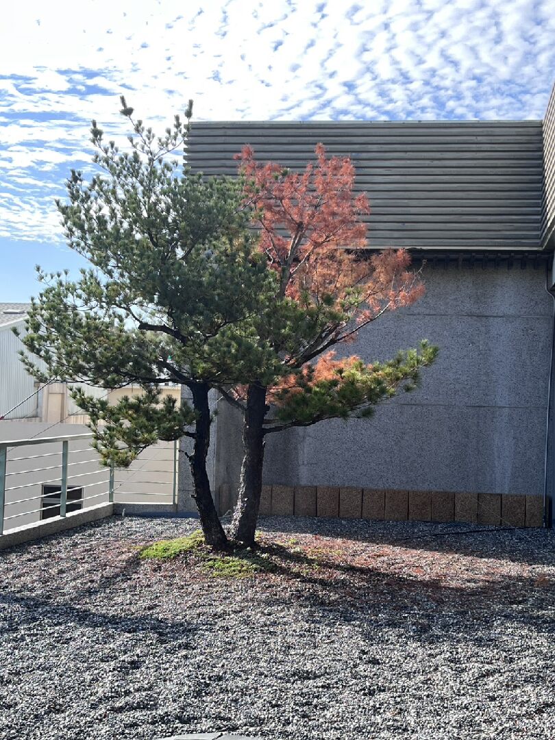 樹枯掉想請教可能原因