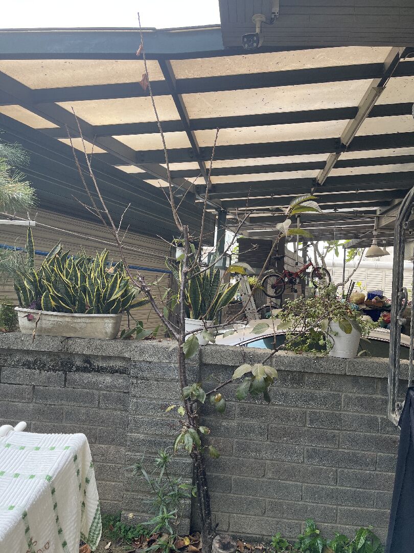 櫻花樹修剪阡插