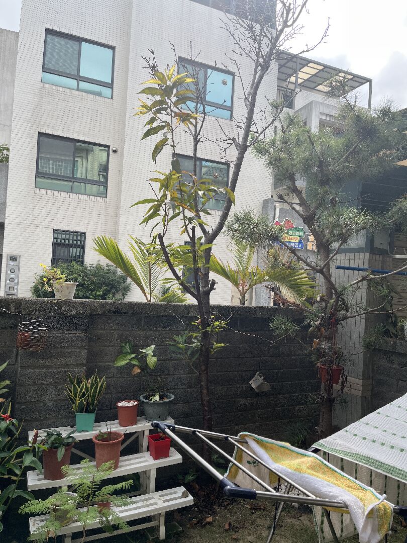 櫻花樹修剪阡插