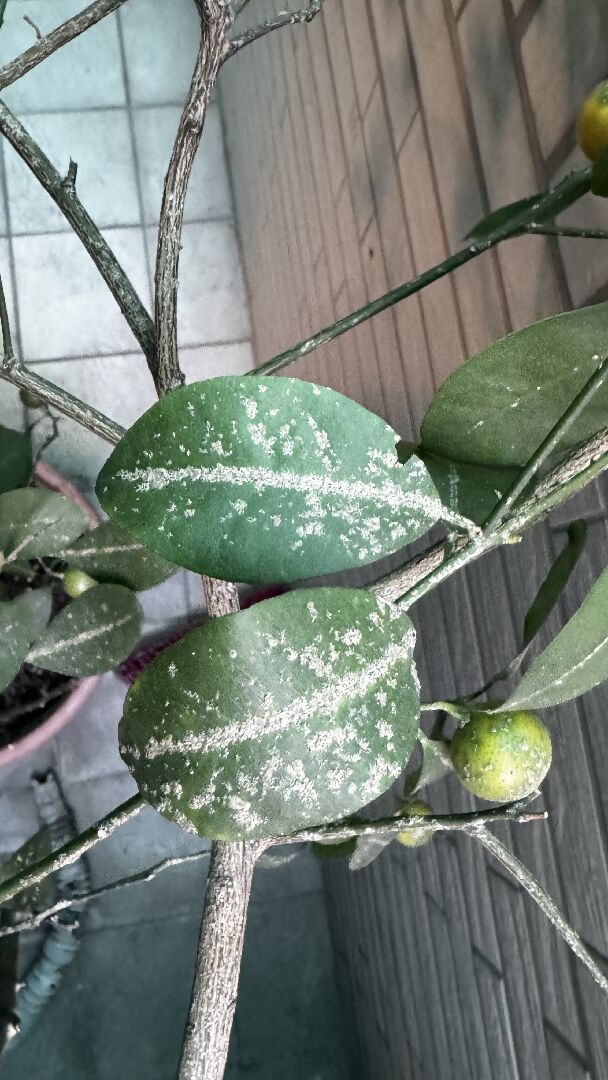 樹葉長白色粉狀