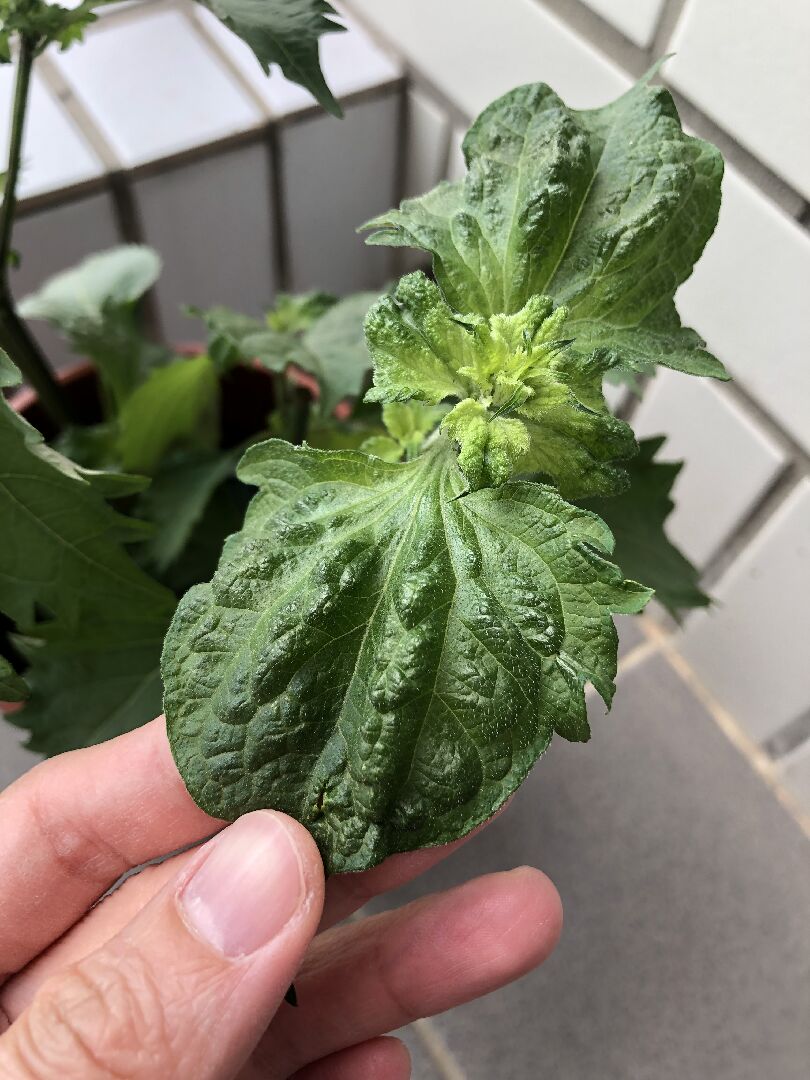 紫蘇的葉子表面有點奇怪