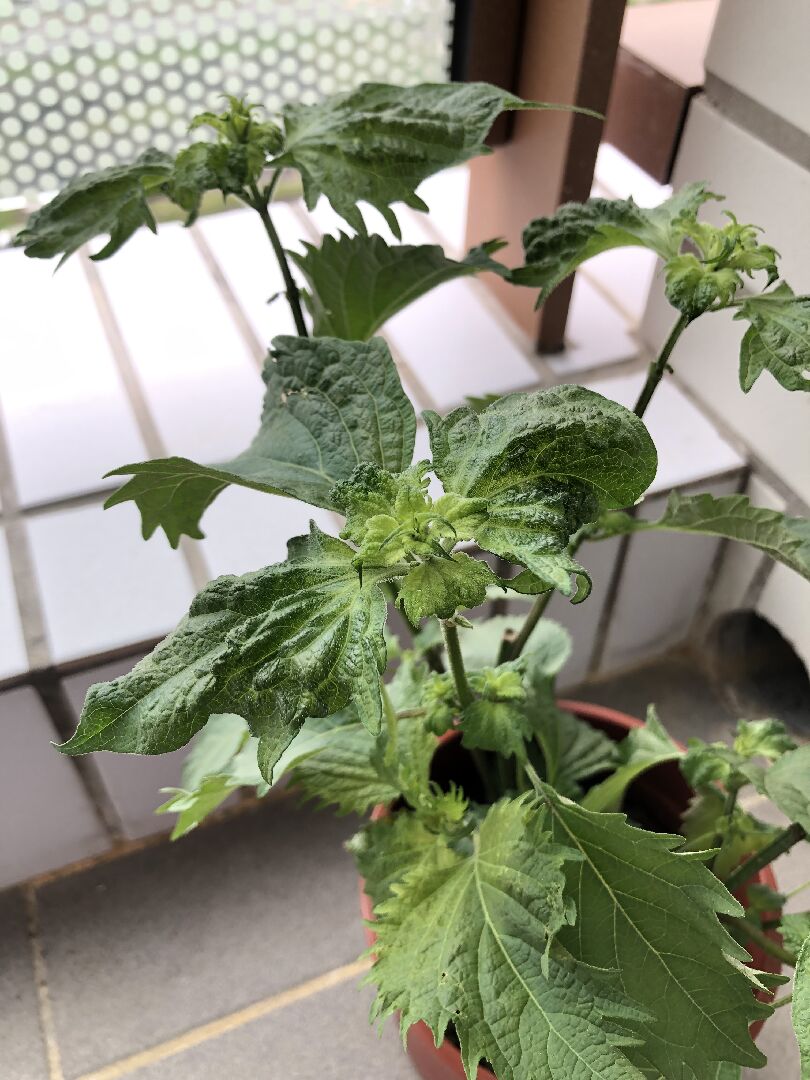 紫蘇的葉子表面有點奇怪