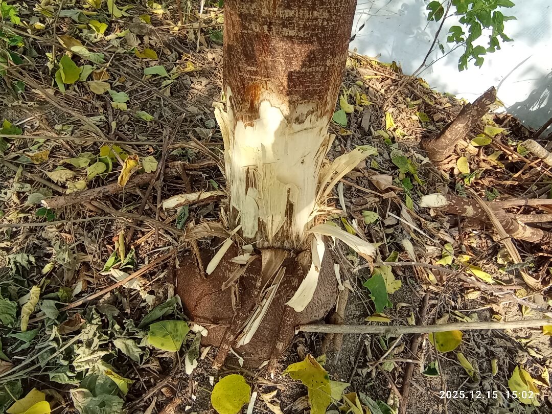 請問 構樹 這樣死掉了嗎？