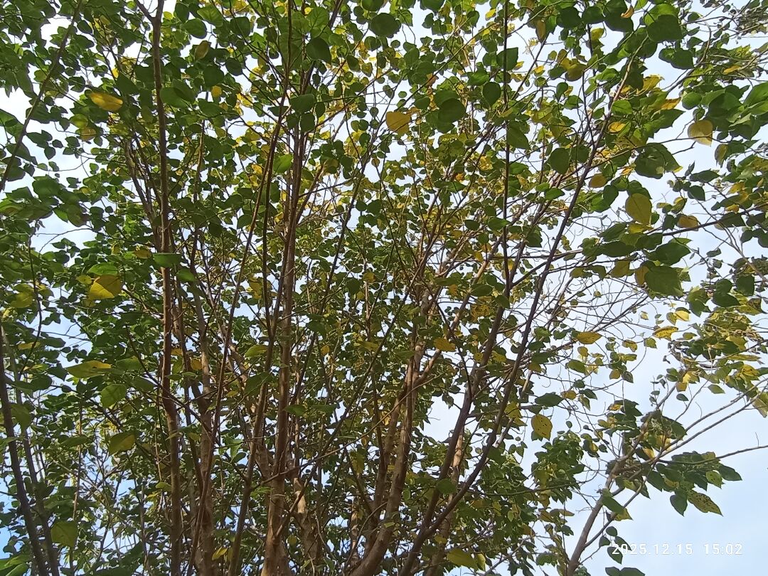 請問 構樹 這樣死掉了嗎？