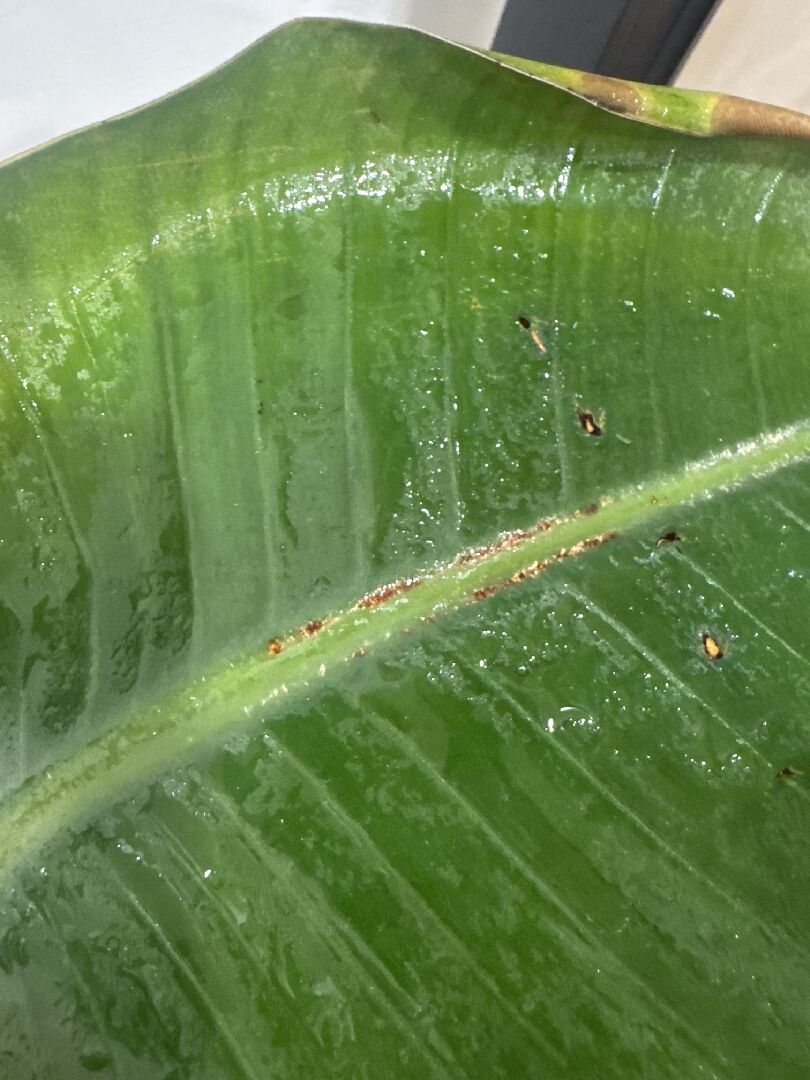 天堂鳥葉子中間莖附近有白咖啡色痕跡，正常嗎