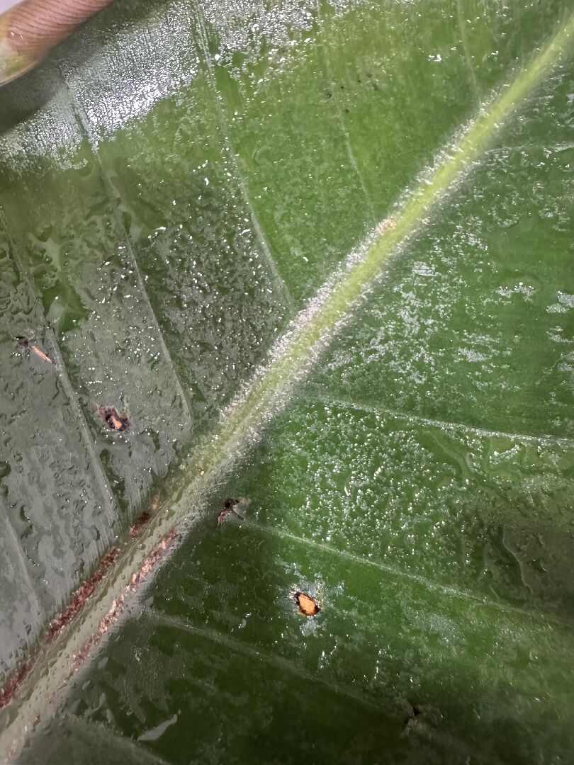 天堂鳥葉子中間莖附近有白咖啡色痕跡，正常嗎