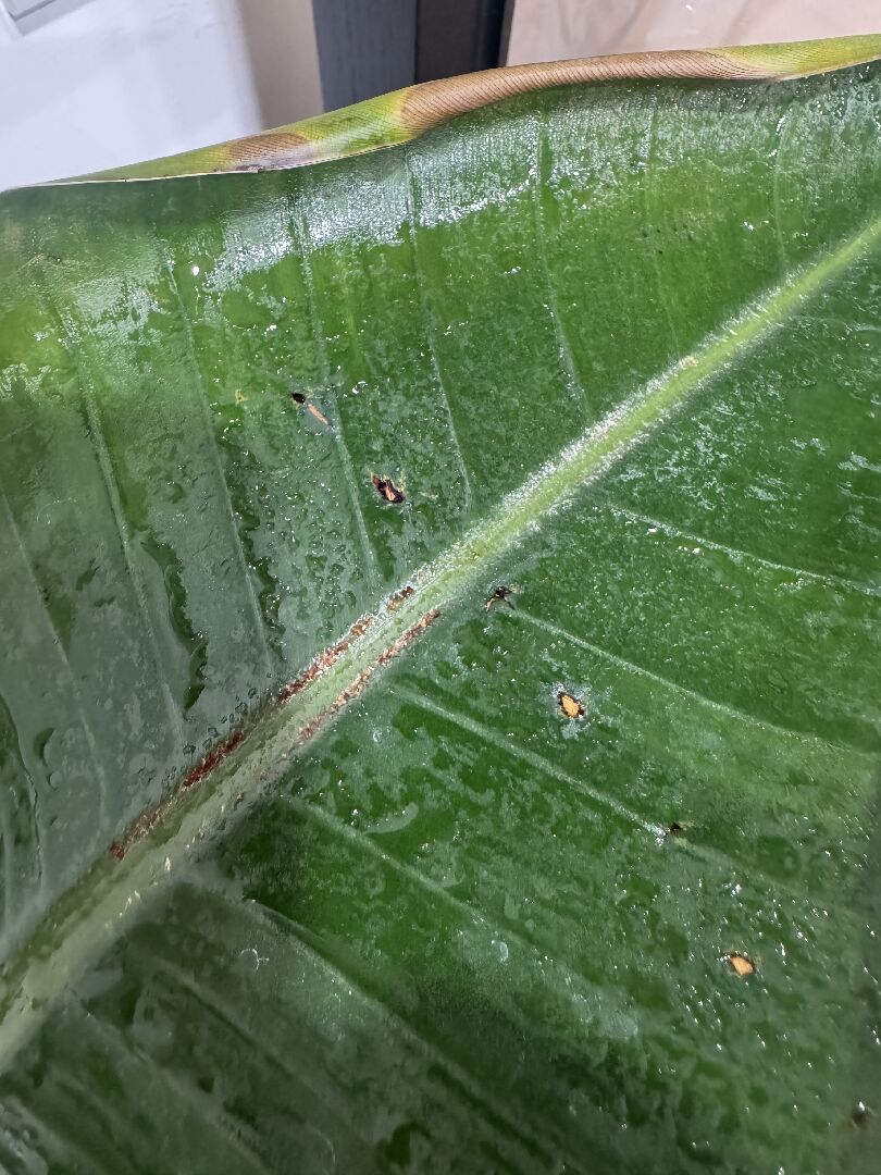 天堂鳥葉子中間莖附近有白咖啡色痕跡，正常嗎