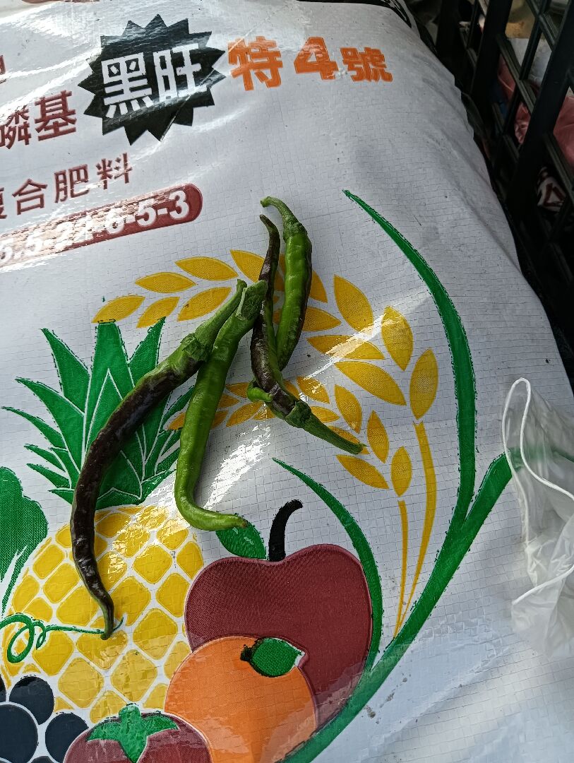 糯米椒果實 變黃/黑尾巴 問題
