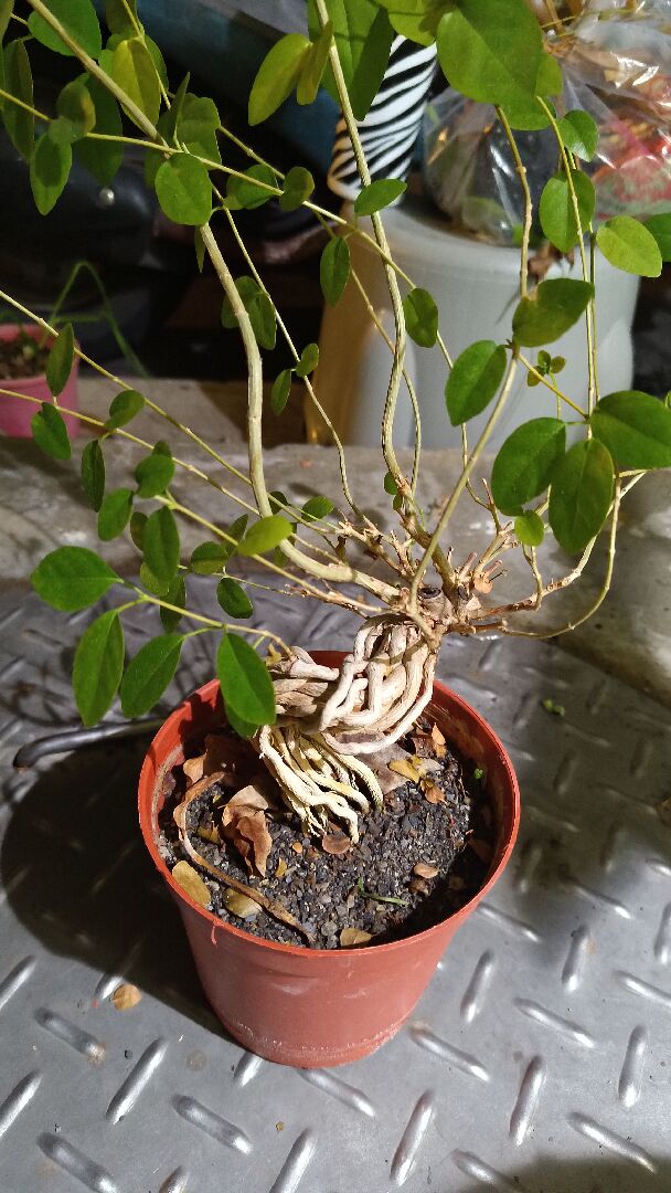 請問這是什麼植物？