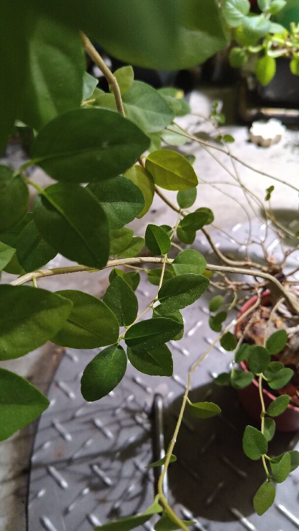 請問這是什麼植物？