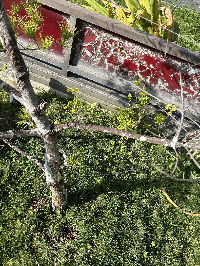 五葉松種植6年，長不高，部分枝幹枯萎