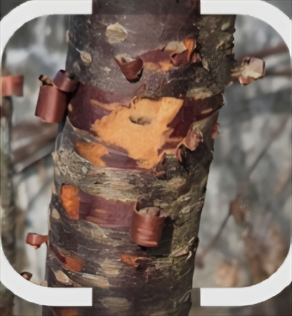 櫻花樹 颱風過後 枯葉 沒長葉子 最近脫皮 有洞口