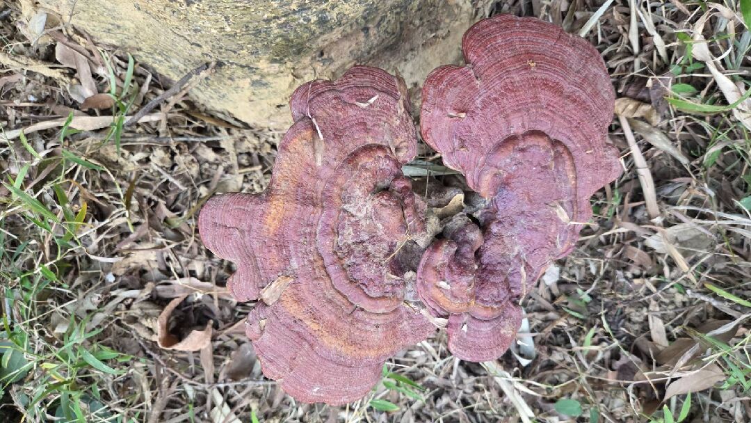 請問這是靈芝嗎