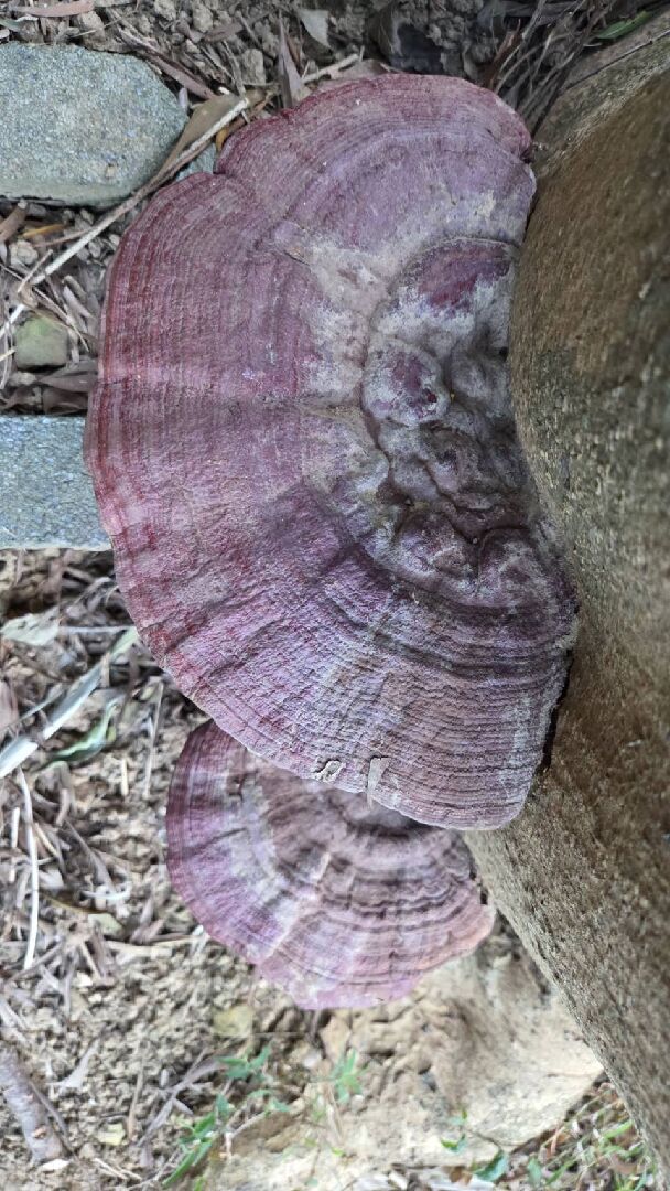 請問這是靈芝嗎