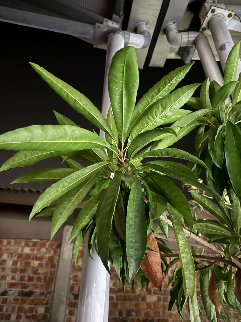 從盆栽中自己長出，不知是什麼？