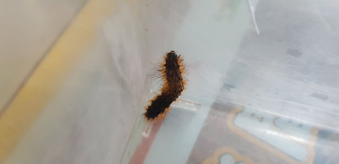 這是什麼蝴蝶的幼蟲