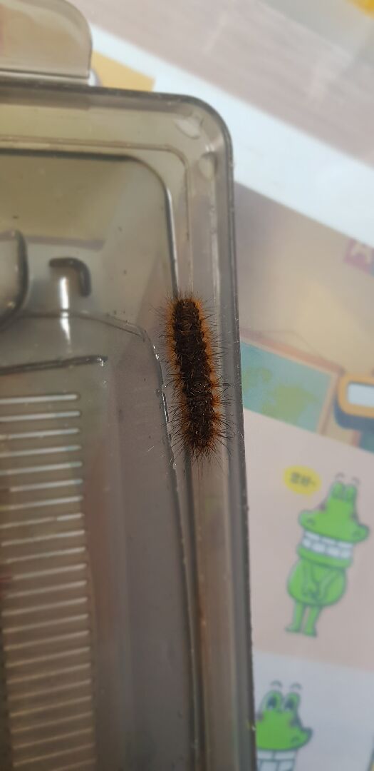 這是什麼蝴蝶的幼蟲