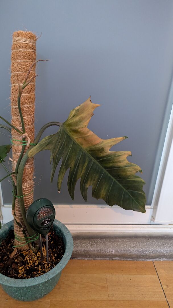 求救：神鋸蔓綠絨快速變黃