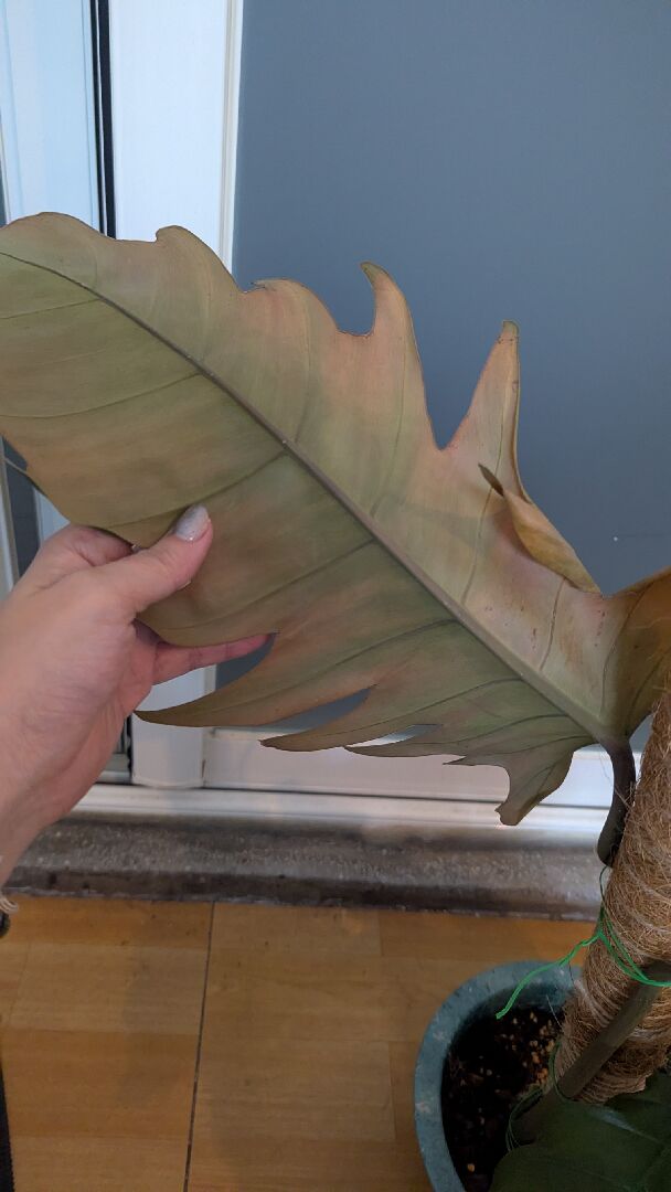 求救：神鋸蔓綠絨快速變黃