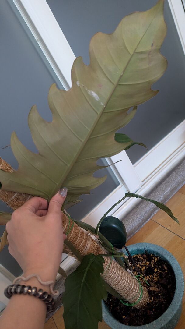 求救：神鋸蔓綠絨快速變黃