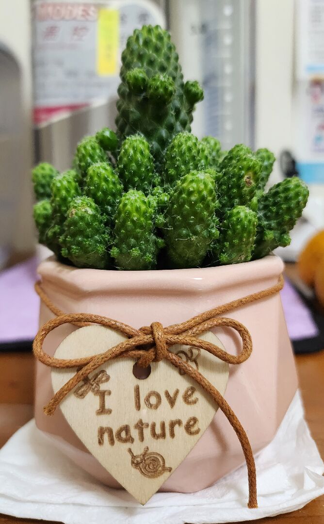 這是哪一種多肉呢？