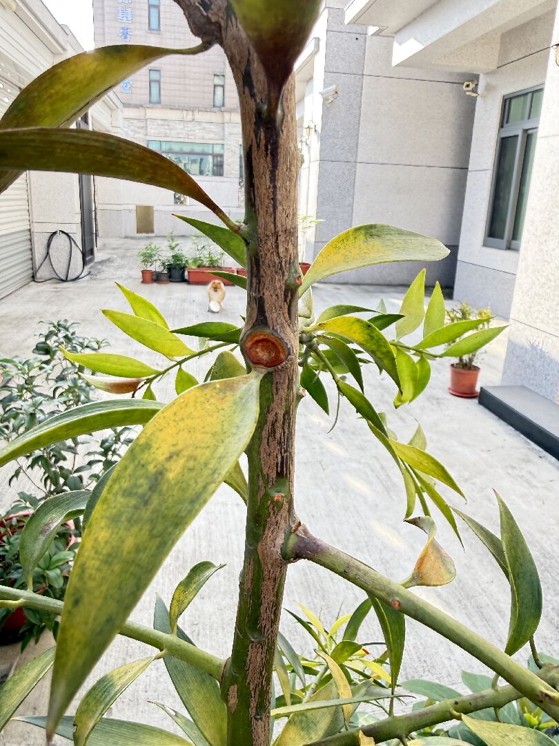 竹柏生病了!  樹葉變黃變褐變黑，枝條斷裂!!