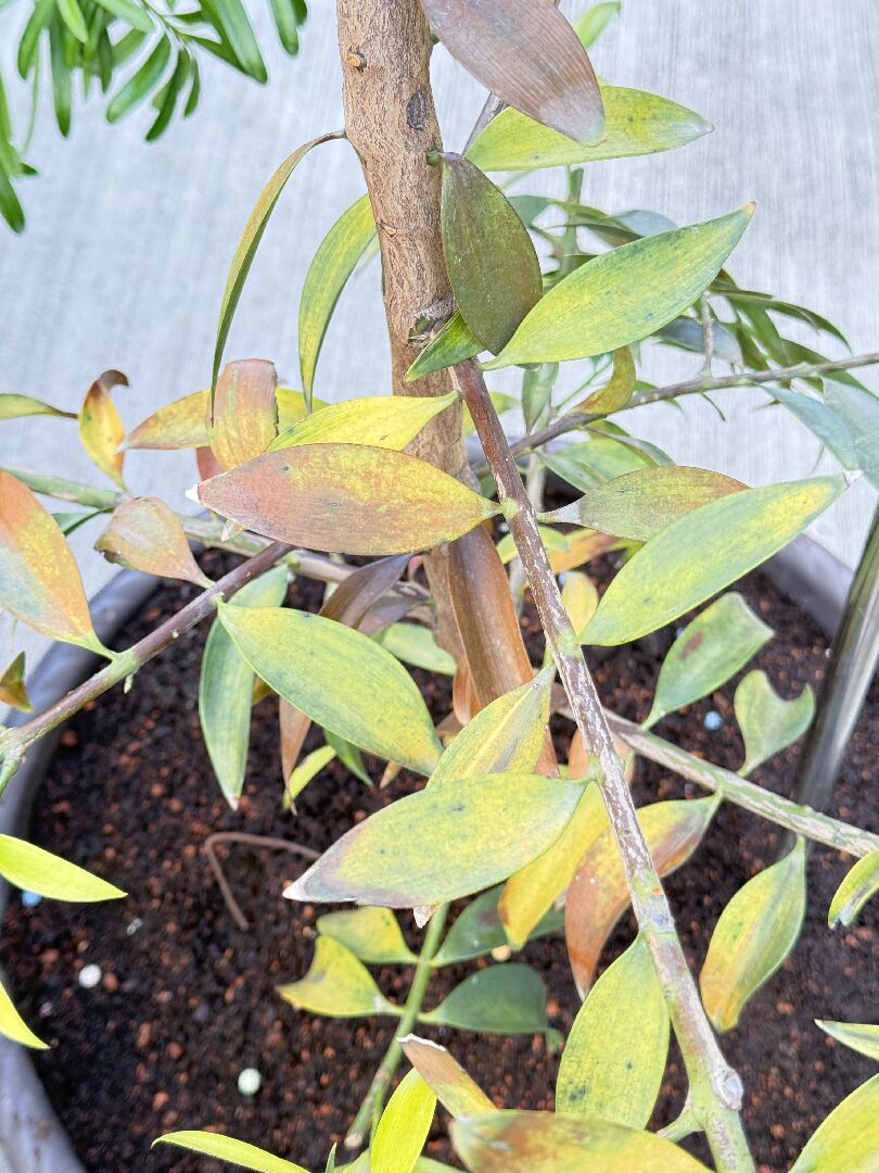 竹柏生病了!  樹葉變黃變褐變黑，枝條斷裂!!