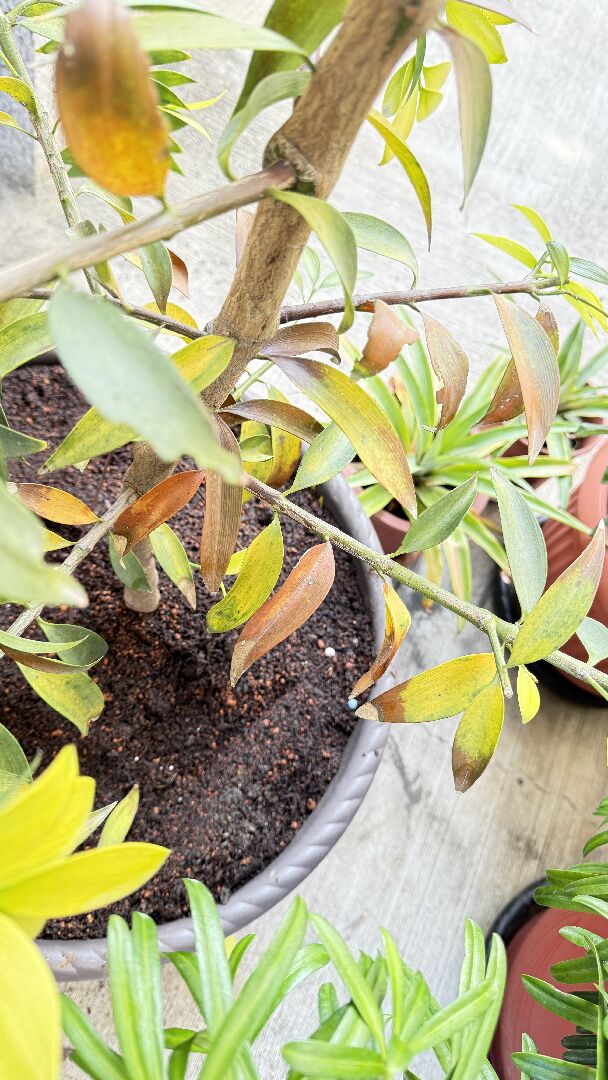 竹柏生病了!  樹葉變黃變褐變黑，枝條斷裂!!