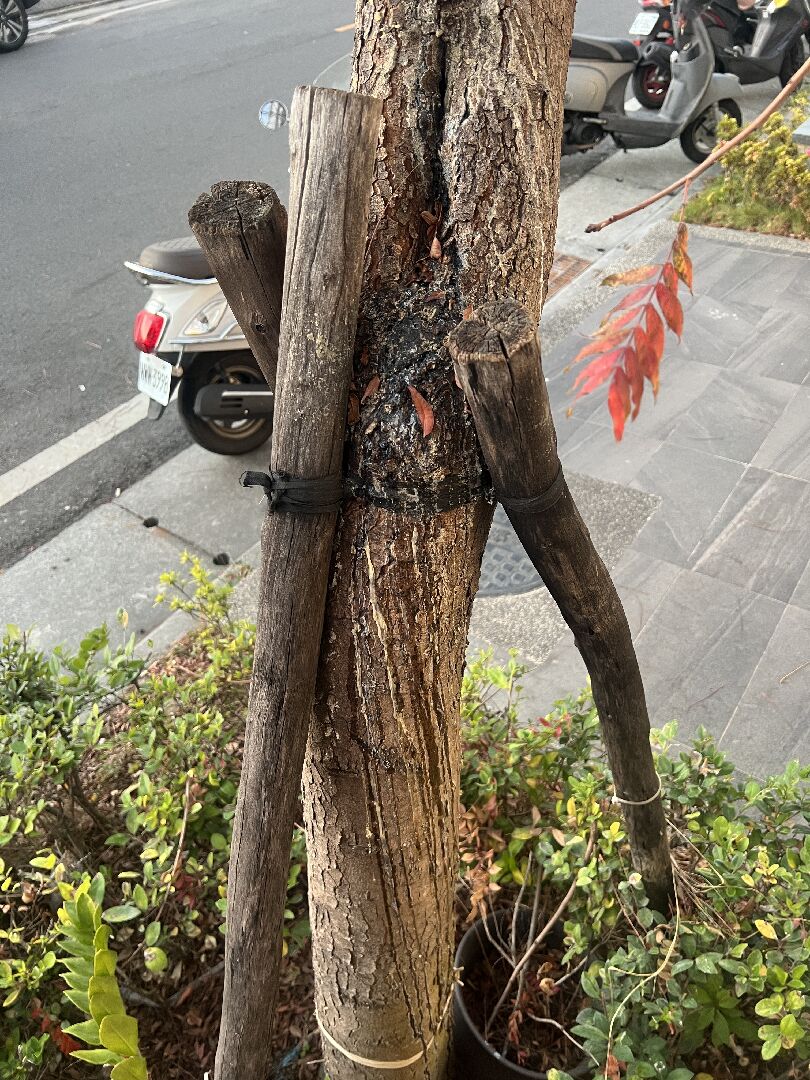 黃連木樹幹有流膠流狀態